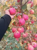 Pink ledi (Pushti honim) OLALARI