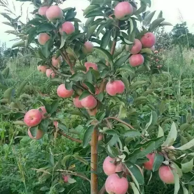 Chang olma sox gozali