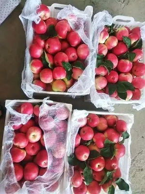 Chang olma sox gozali