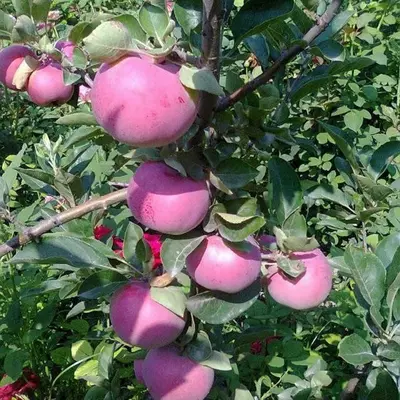 Chang olma sox gozali