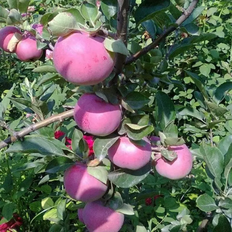 Chang olma sox gozali