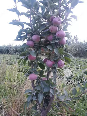 Chang olma sox gozali