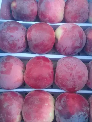 Chang olma sox gozali