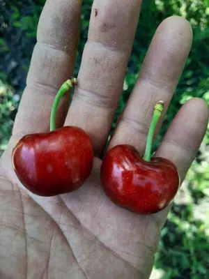 Valavoy serdsa gilos