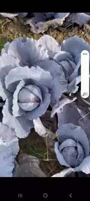 Красный капуста