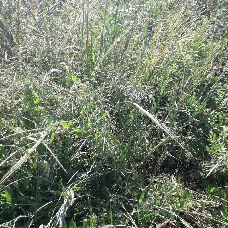 Сенаж продается