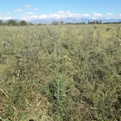 Сенаж сотилади