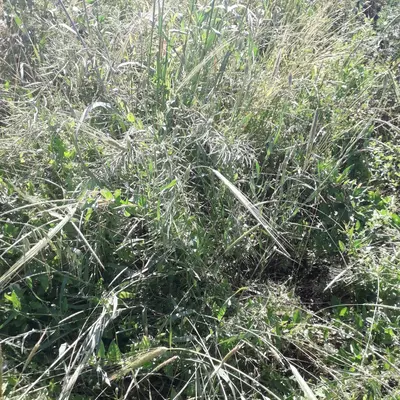 Сенаж сотилади