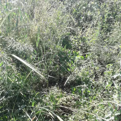 Сенаж сотилади