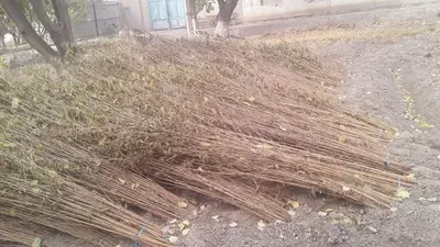 Тут Кўчатлари келишилган холда