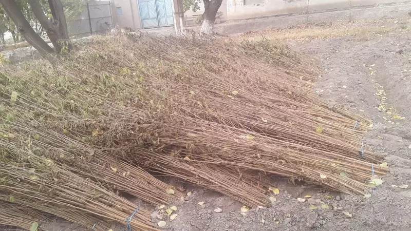 Тут Кўчатлари келишилган холда