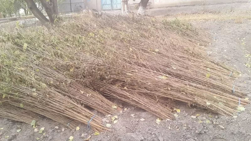 Тут Кўчатлари келишилган холда