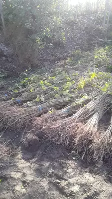 Тут Кўчатлари келишилган холда