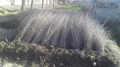 Тут Кўчатлари келишилган холда