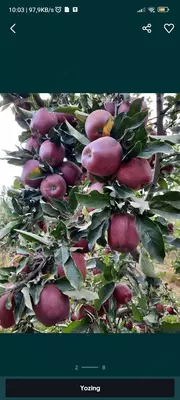 Olma start krepson navi