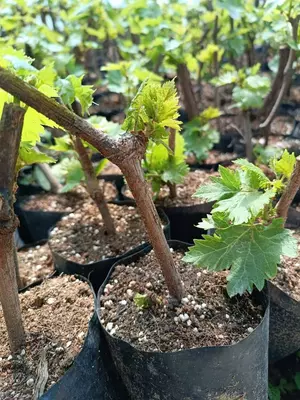 AVATAR UZUM / АВАТАР УЗУМ