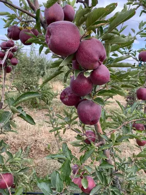 JEROMIN OLMA / ЖЕРОМИН ОЛМА