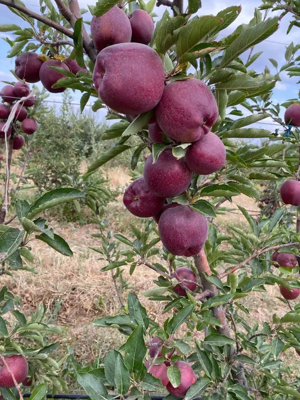 JEROMIN OLMA / ЖЕРОМИН ОЛМА