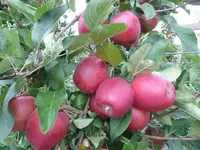 ОЛМА ДЕВИЛ ГАЛА НАВИ КЎЧАТИ