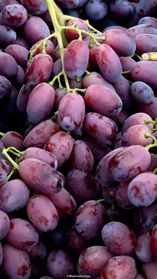 УЗУМ РИЗАМАТ / UZUM RIZAMAT