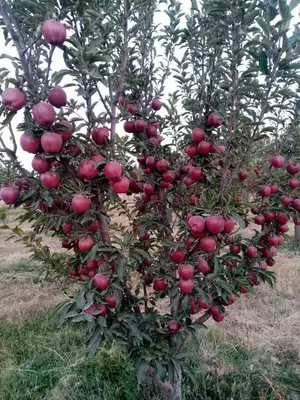 Саженцы яблоки