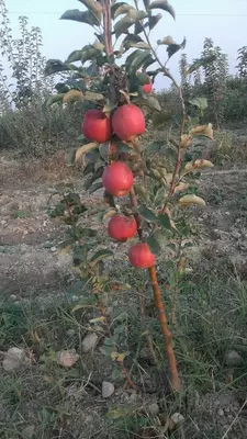 Саженцы яблоки