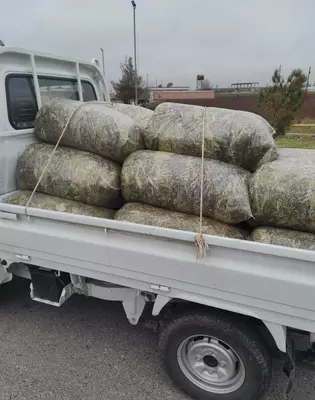 Дахшат Силос!! Дони Куп-100%!!