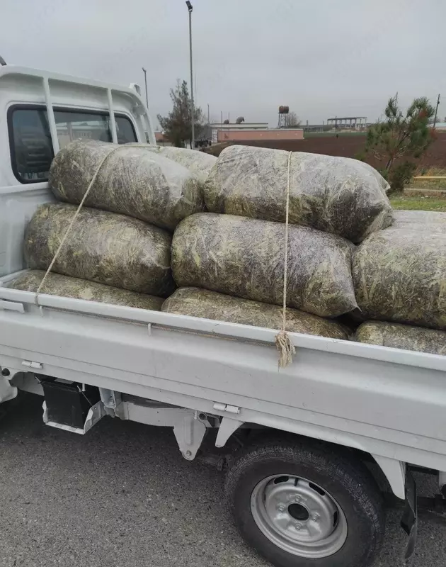 Дахшат Силос!! Дони Куп-100%!!