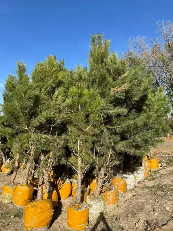 Крымские Сосны