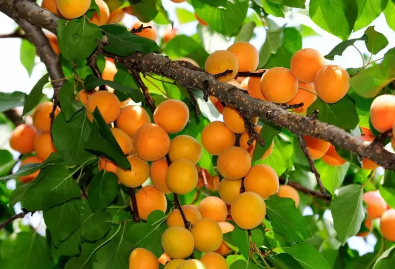 саженцы урюк