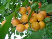 саженцы урюк