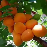 саженцы урюк