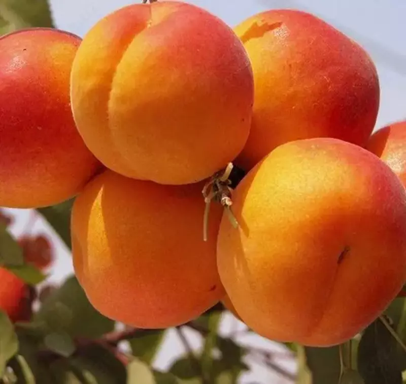 саженцы урюк