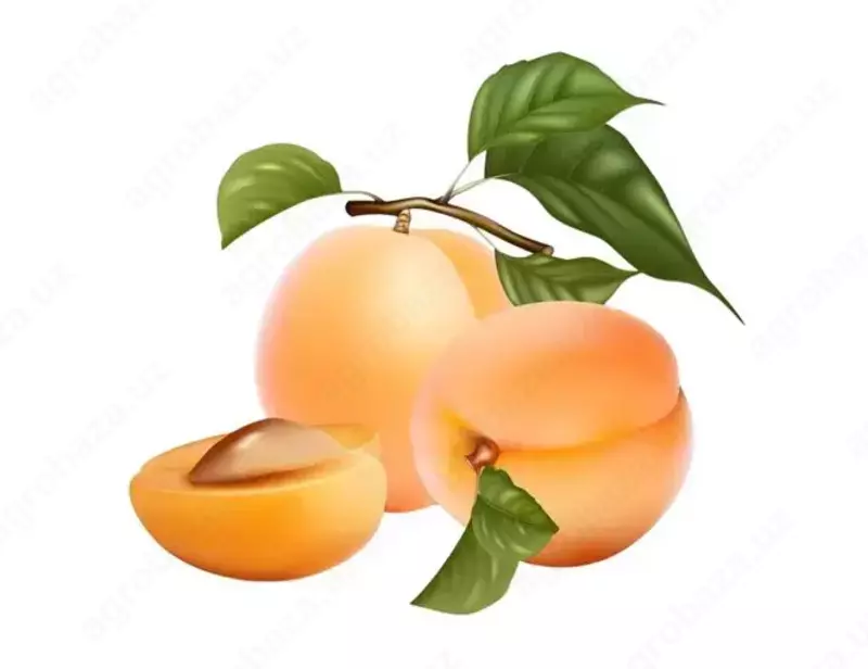 саженцы урюк