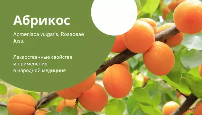 саженцы урюк