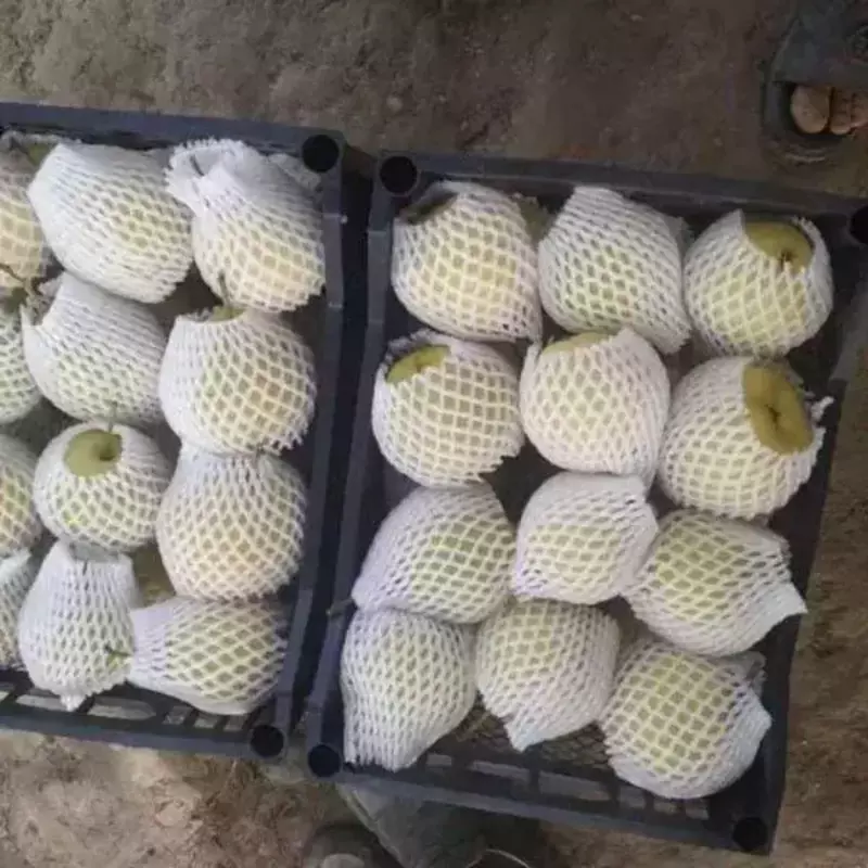 meva va sabzavotlarni qadoqlash