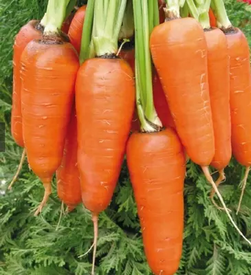 Сабзи абако