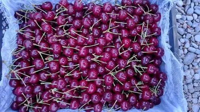 Барча турдаги меваллар мавжуд