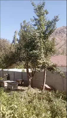 Shifobaxsh Tog' Asali