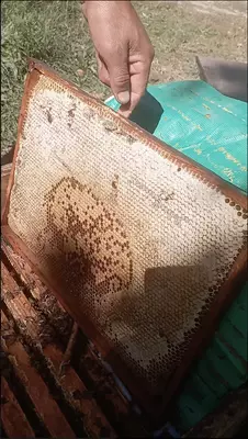 Shifobaxsh Tog' Asali