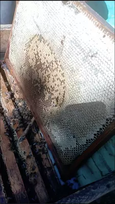 Shifobaxsh Tog' Asali