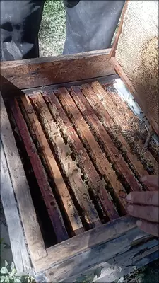 Shifobaxsh Tog' Asali