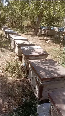 Shifobaxsh Tog' Asali