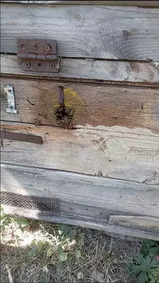 Shifobaxsh Tog' Asali