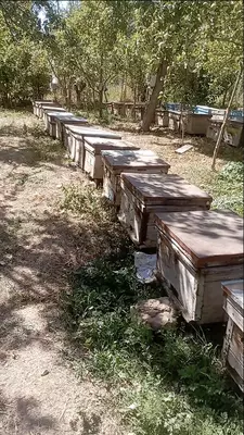 Shifobaxsh Tog' Asali