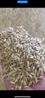 ЯЧМЕНЬ высшего качества в Ташкенте