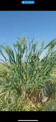 ЯЧМЕНЬ высшего качества в Ташкенте