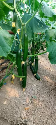 Семена огурца "Ballistic"