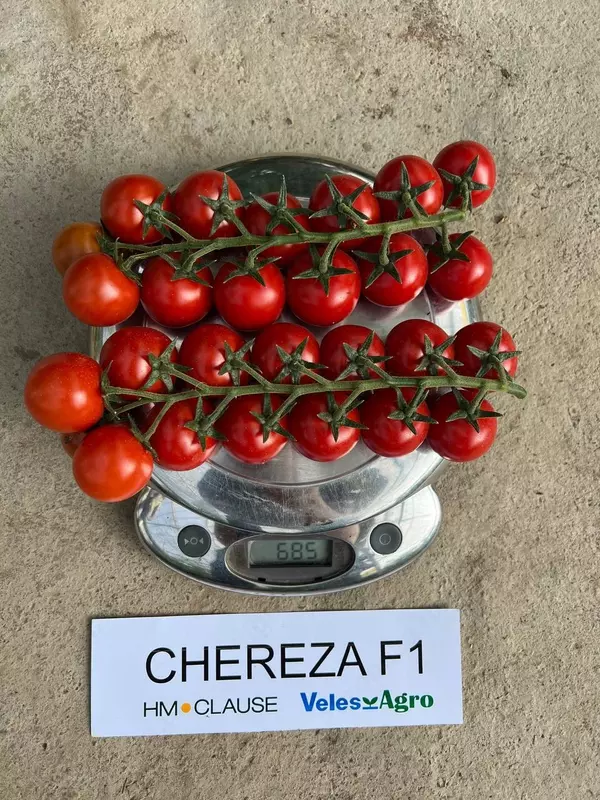 Chereza F1