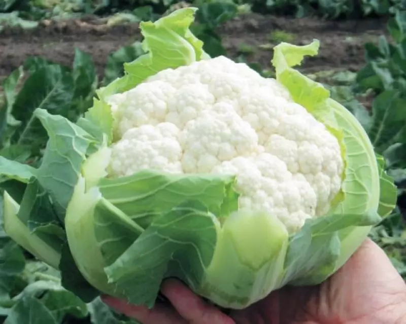 Семена цветной капусты "Clipper"